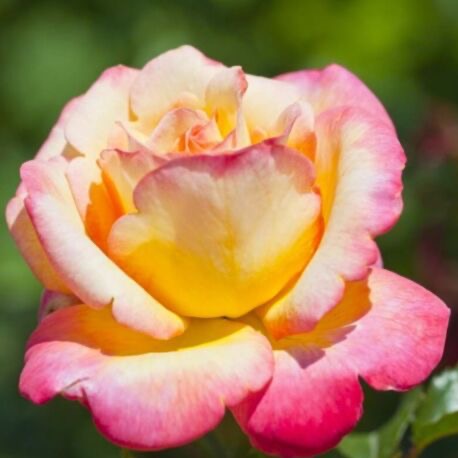 Photo de Kathleen CHOTEL